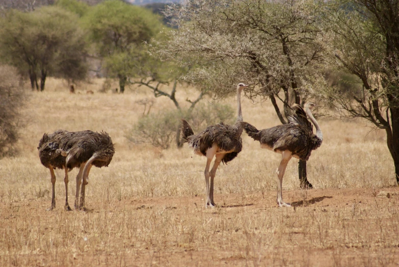 an ostrich walks through a grassy plain