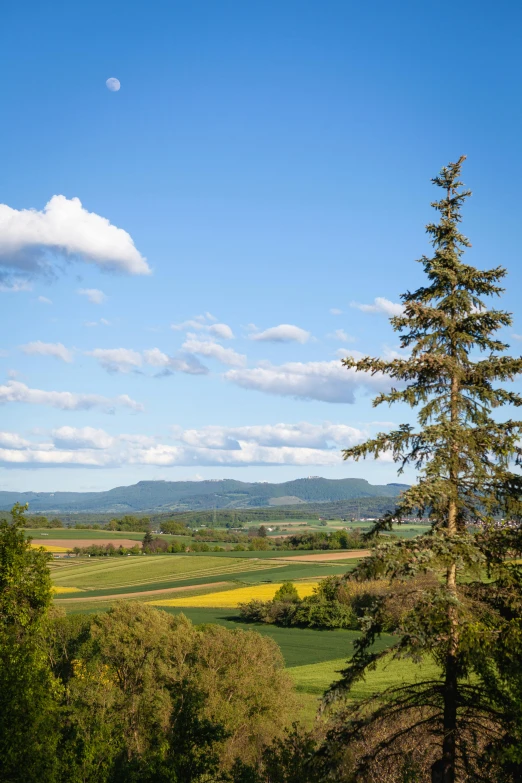 a large tree standing in the middle of a field