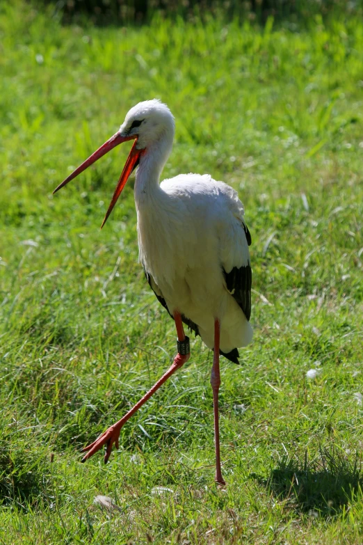 a white stork walks through a grassy area