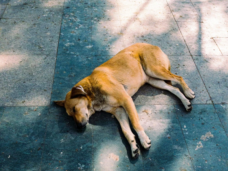 an adorable little dog lying down on the sidewalk