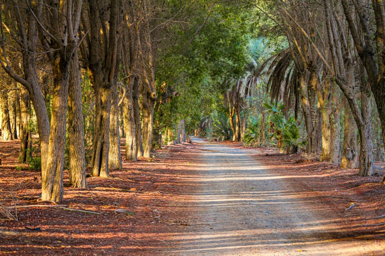 the road is lined with many trees and leaves