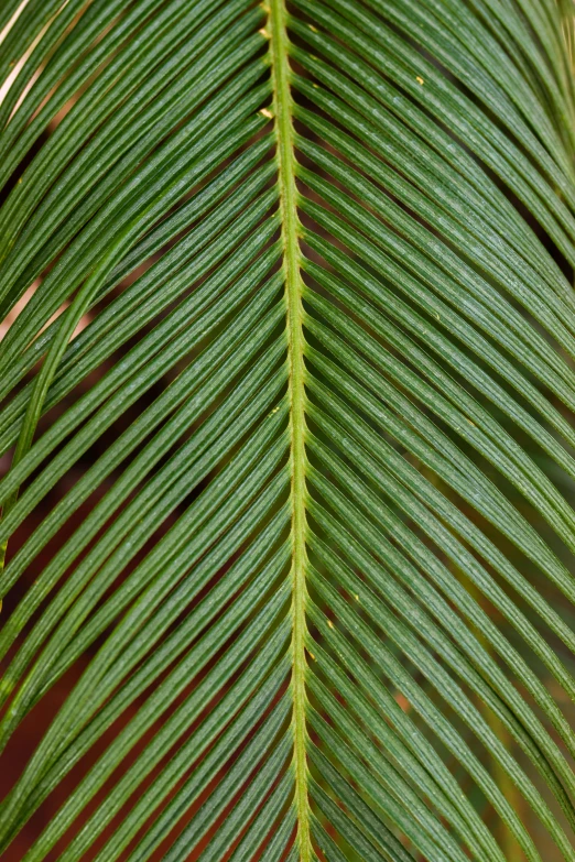 a closeup of the underside of a green palm tree