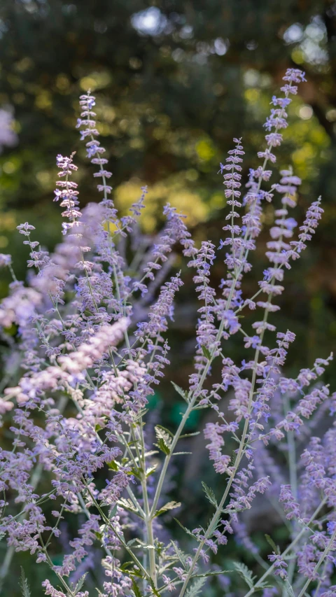 a cluster of purple flowers growing out of a garden