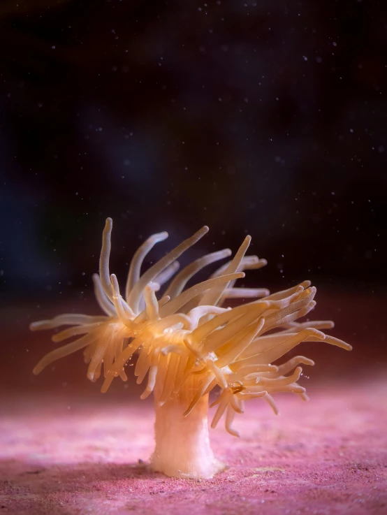 a very cute looking sea anemone by itself on a beach