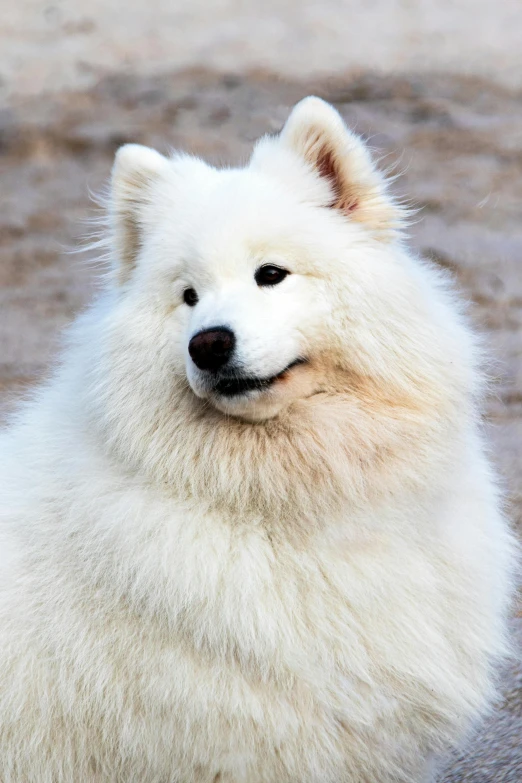 a white dog standing and panting in the sun