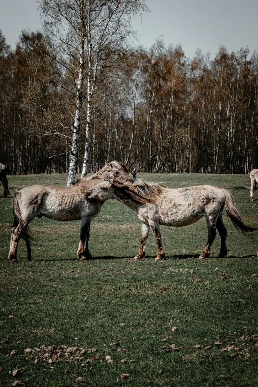 the horses are playing with each other in the field