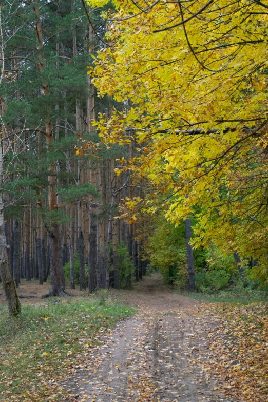 a dirt road surrounded by trees and yellow leaves