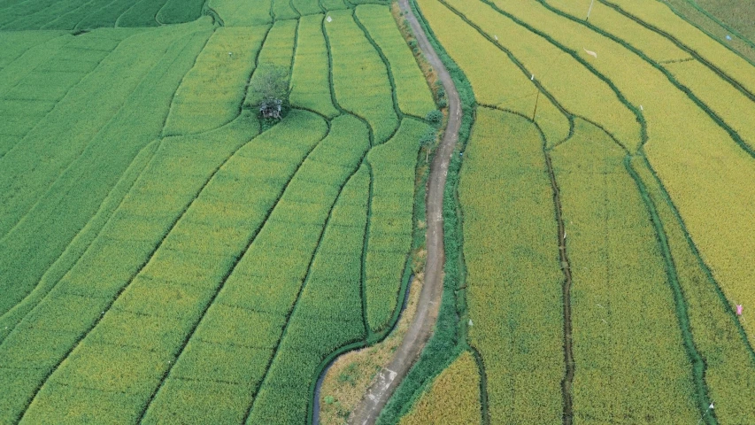 a dirt road surrounded by grassy fields and a forest