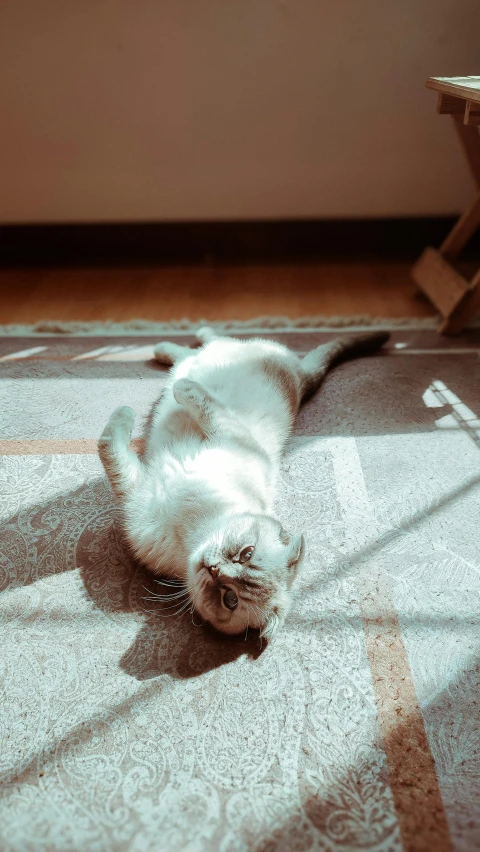 an image of a cat laying down on the floor