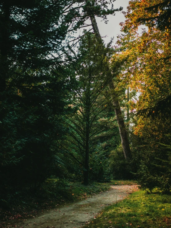 the path in the middle of the trees has fallen down