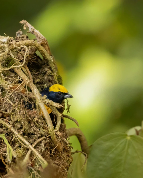 a bird on the nest of a plant