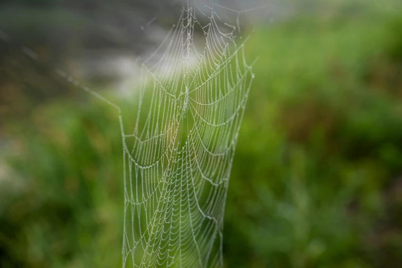 a spider's web hangs outside on a nch