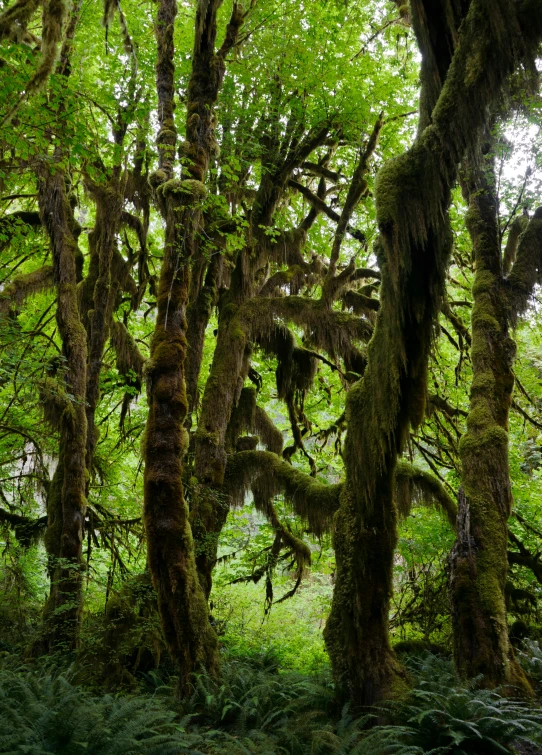 an image of some trees that are in the forest