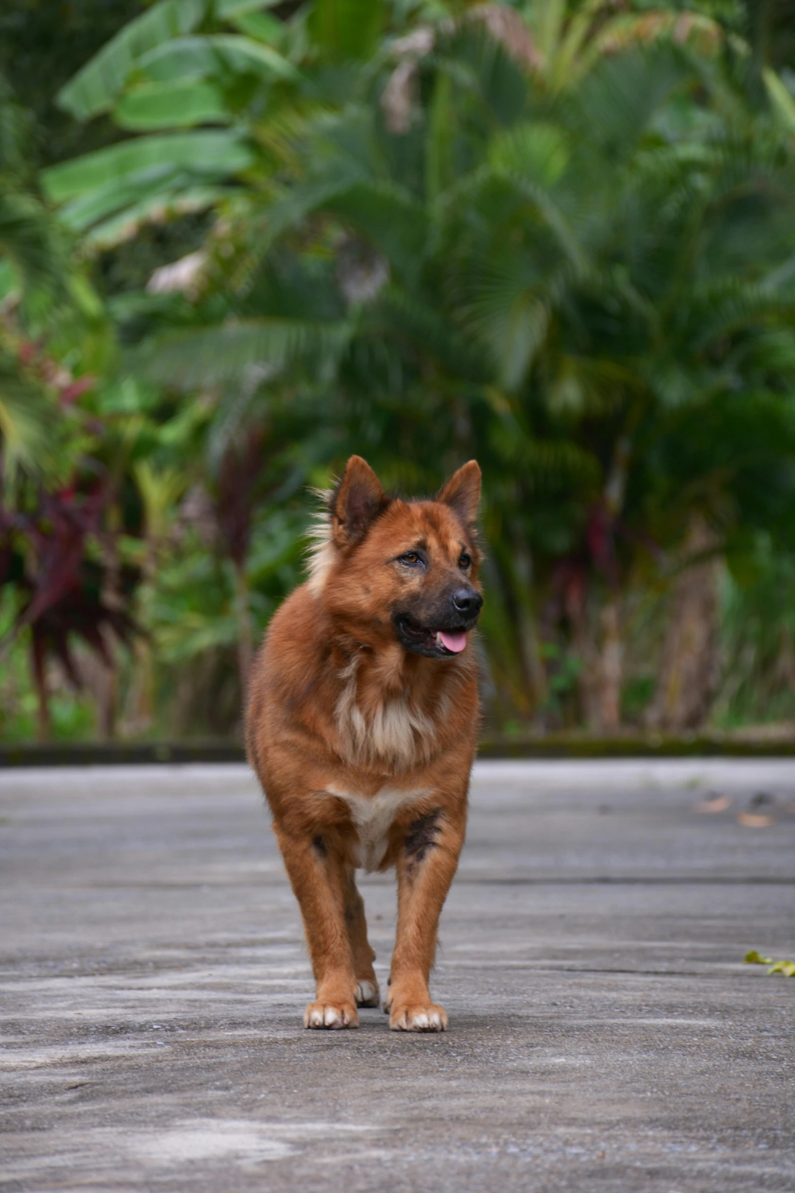 a dog is running down the street near many tropical trees