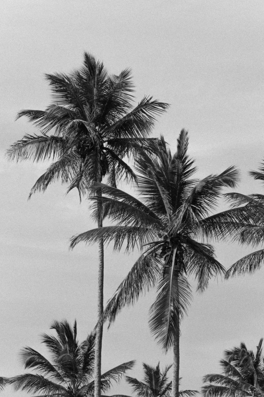 a black and white po of a beach with coconut trees