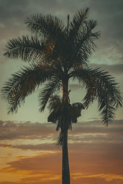 there is a palm tree that is at sunset