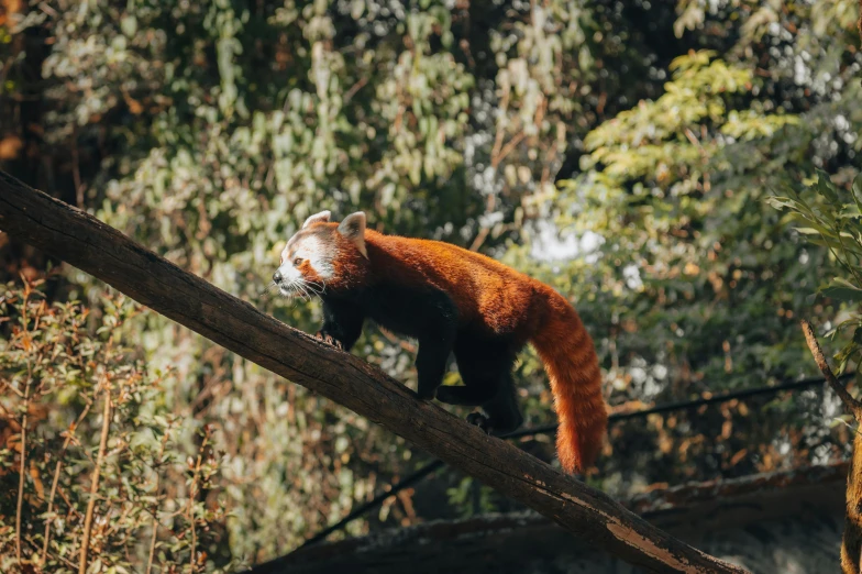 a red panda hanging from a nch above some trees