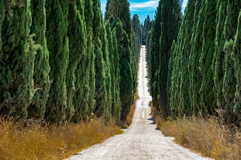 trees line the sides of a dirt road