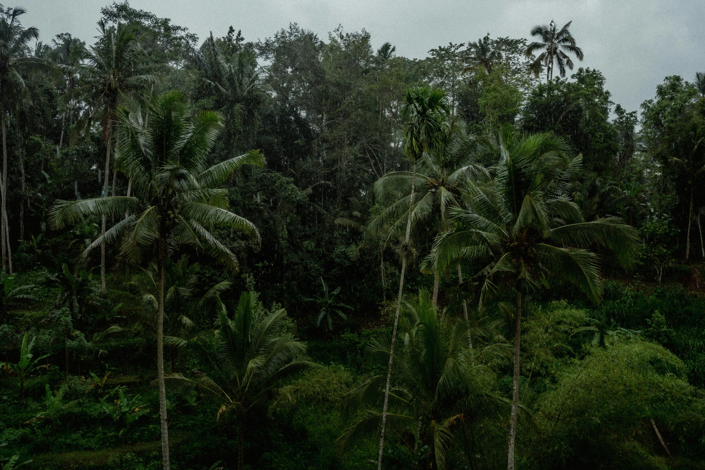 an image of the sky in the forest