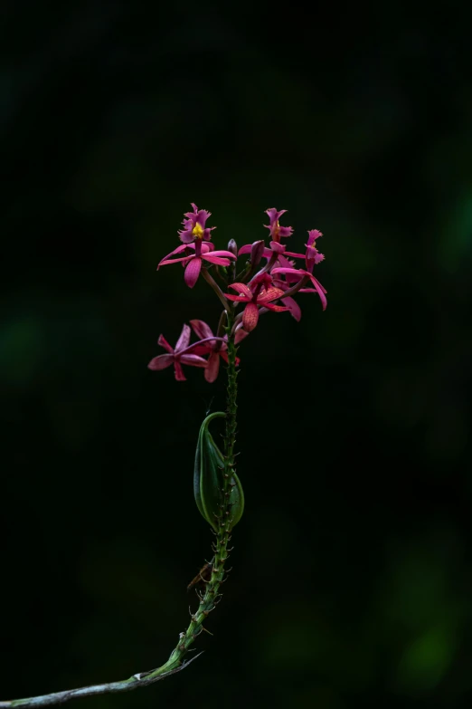 a pink flower in the dark of night