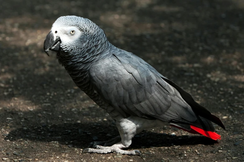 a bird standing on top of a cement ground