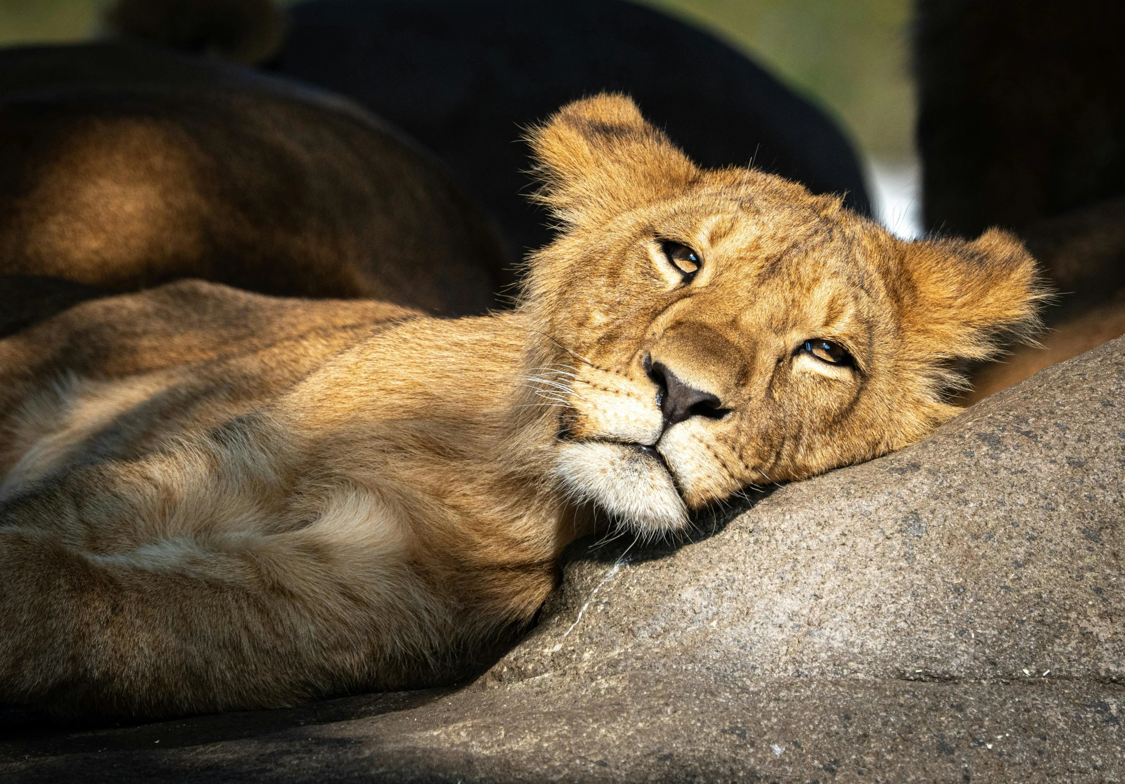 a close up view of a large lion laying on the ground