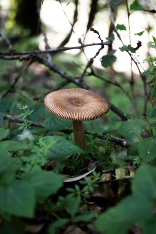 a mushroom is growing through the leaves of the tree