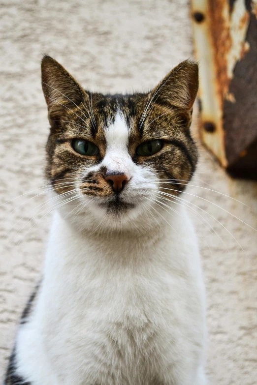 a close up view of a cat on the ground