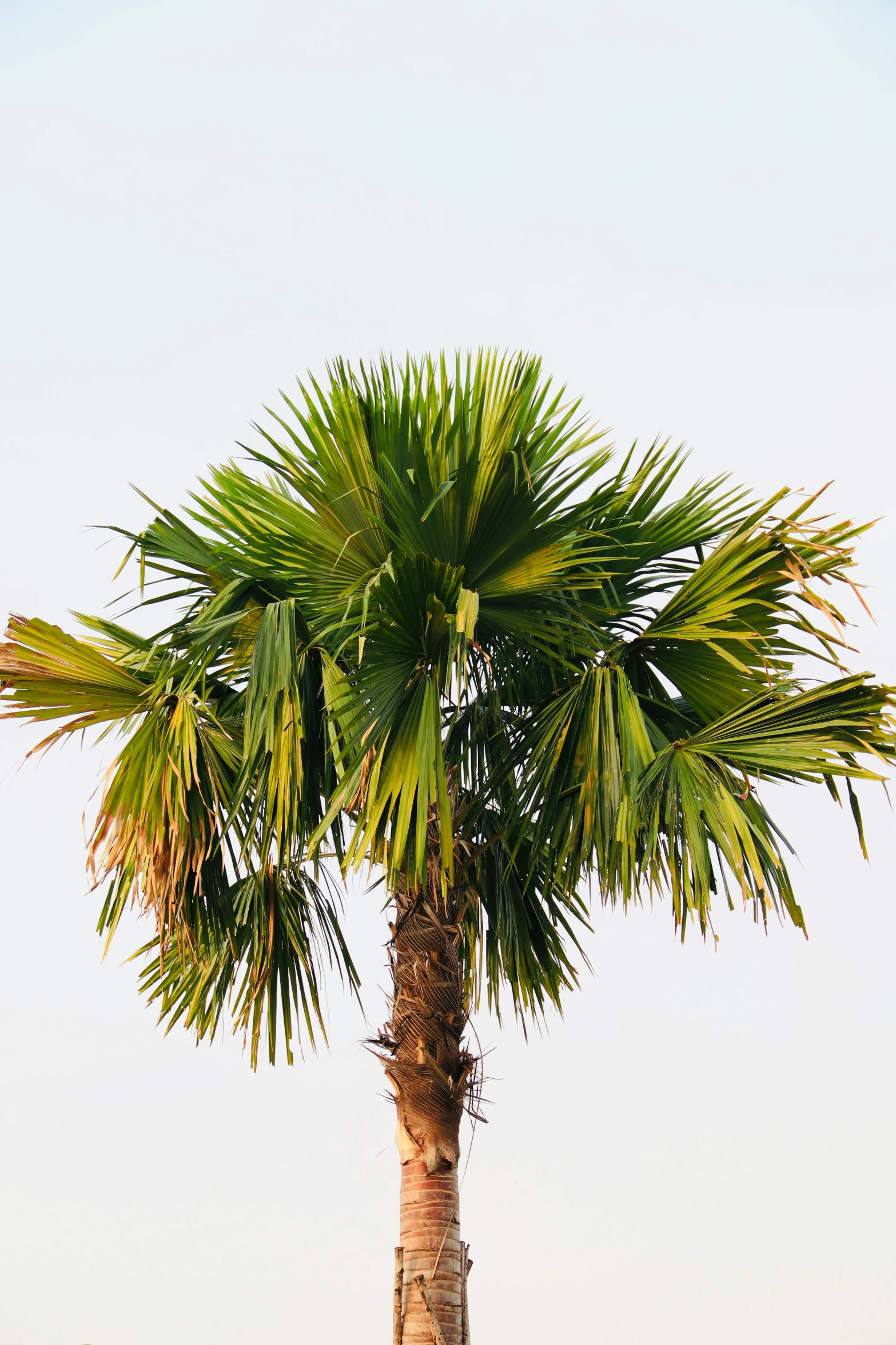 a palm tree in a brown sandy area