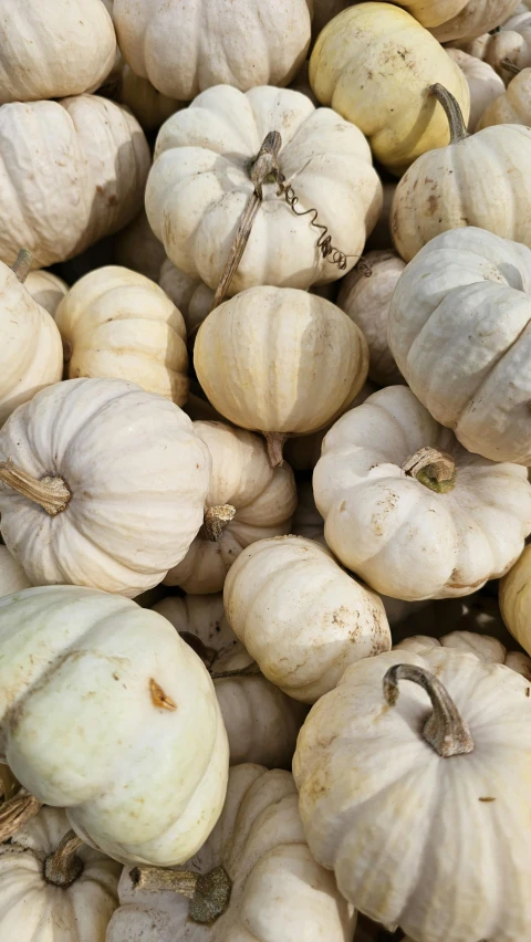 large pile of white pumpkins displayed in outdoor setting