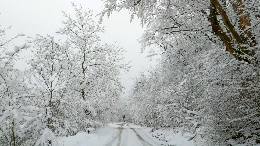 the snow covered road through the woods has trees covered in snow