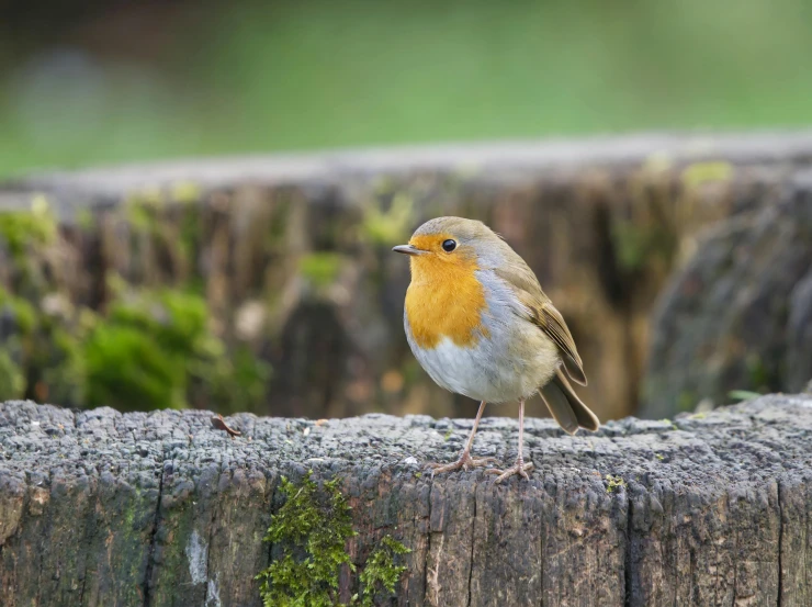 a small orange and gray bird sitting on a fence