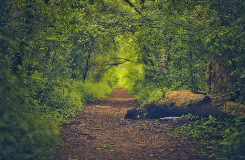 a dirt road running through a green, forested area