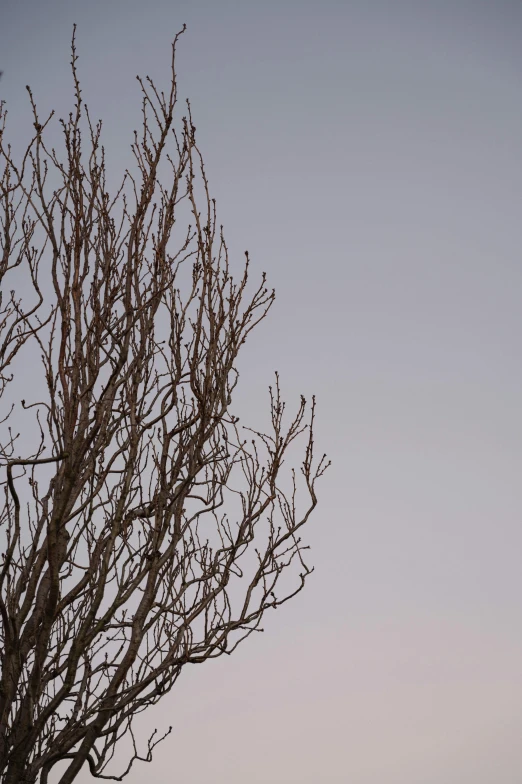 a single bird sitting on top of a tree