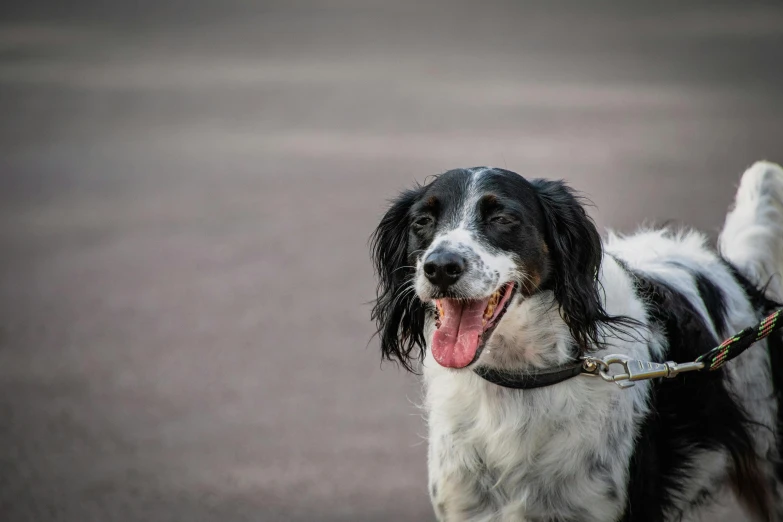 a close up of a dog with his tongue hanging out