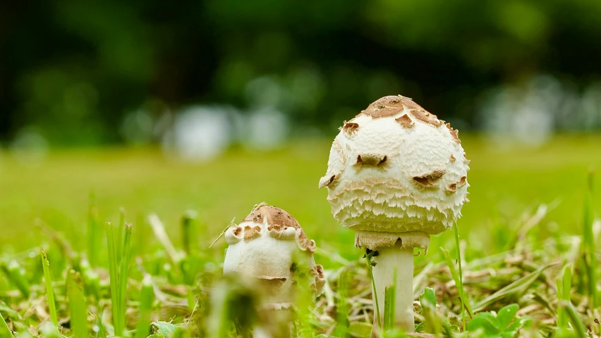 two mushrooms that are on a grassy field