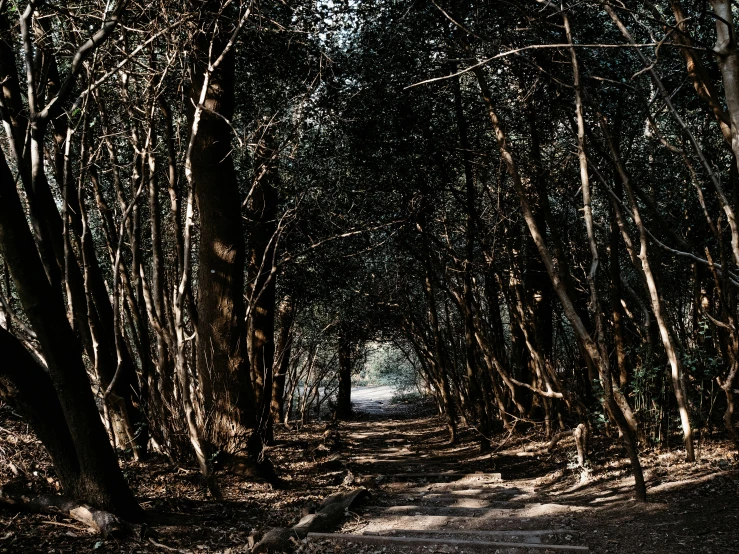 this is an area with many trees and the ground is dirt