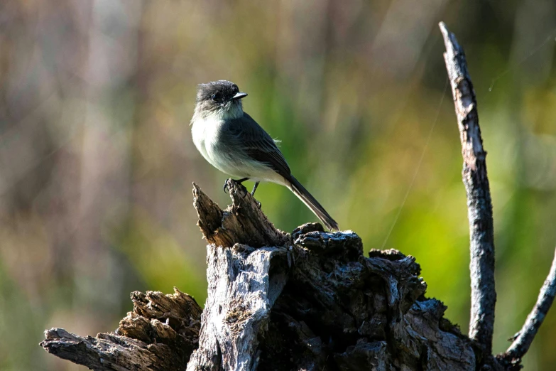 a small bird sits on top of a piece of wood