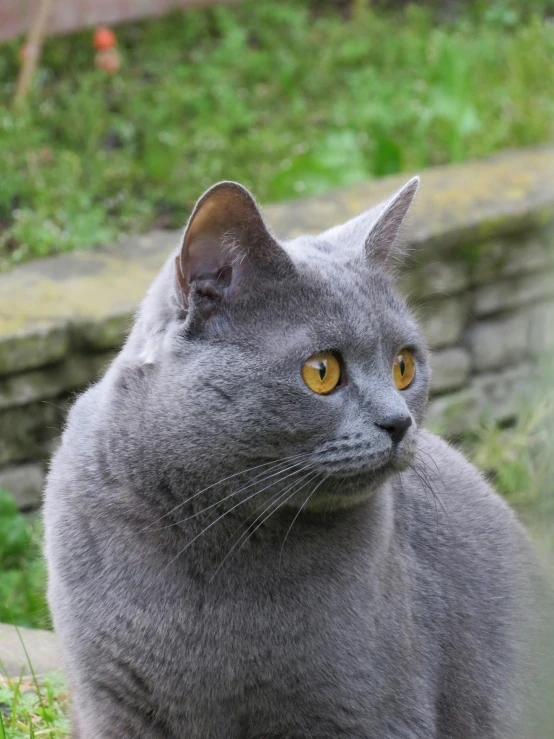 grey cat sitting on green grass and looking away