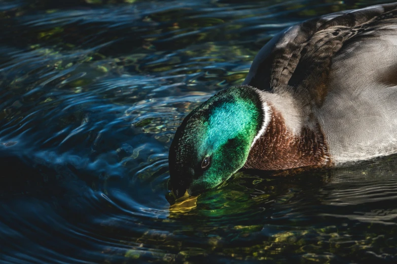 a colorful bird swimming in a lake with blue water