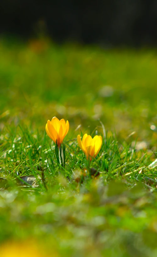 two yellow flowers blooming on the grass