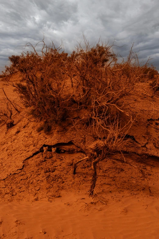 brown shrub in an outcropping of sand in a desert