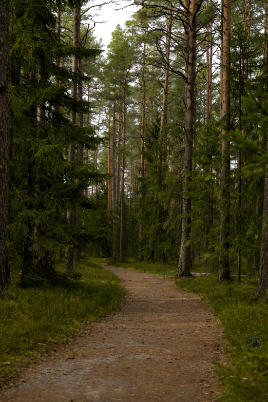 a dirt road with trees on both sides