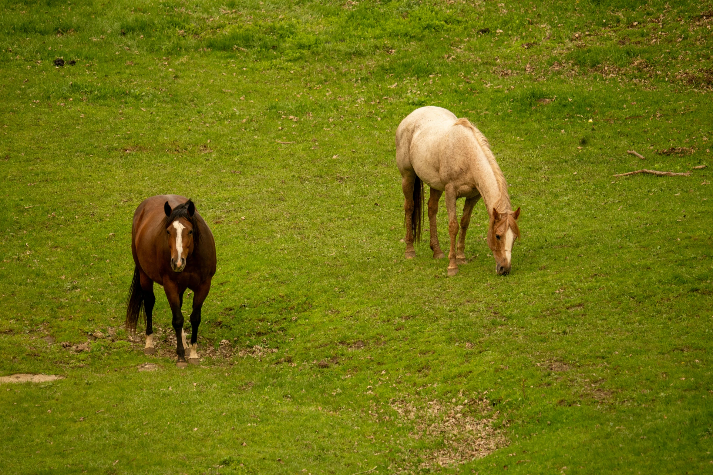 two horses are grazing in the grass in a field