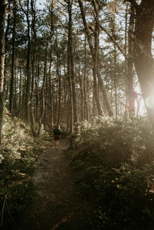 a light shines through the tall trees in the woods