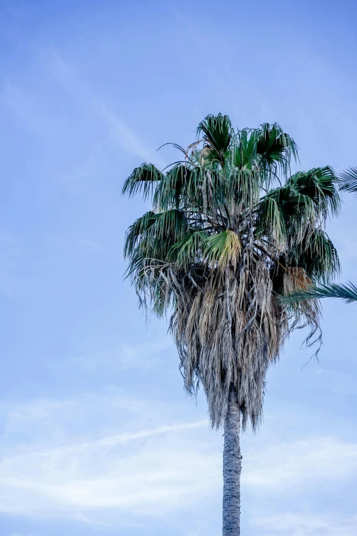 palm trees, palm tree, and a large blue sky