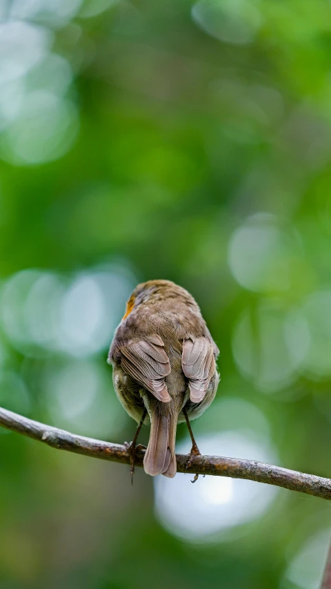 a bird sitting on a thin nch in a forest