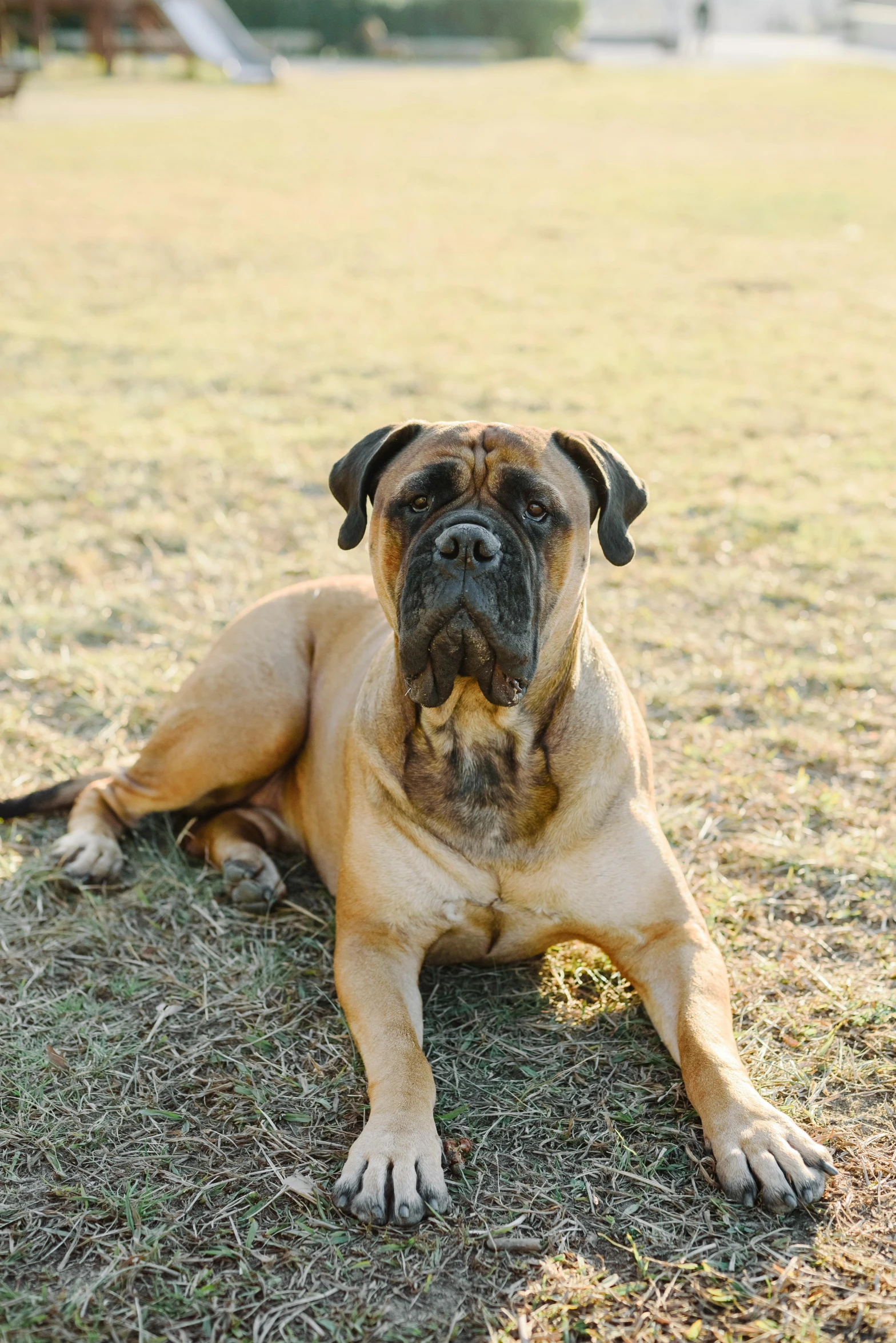 a brown dog sitting on top of a green field