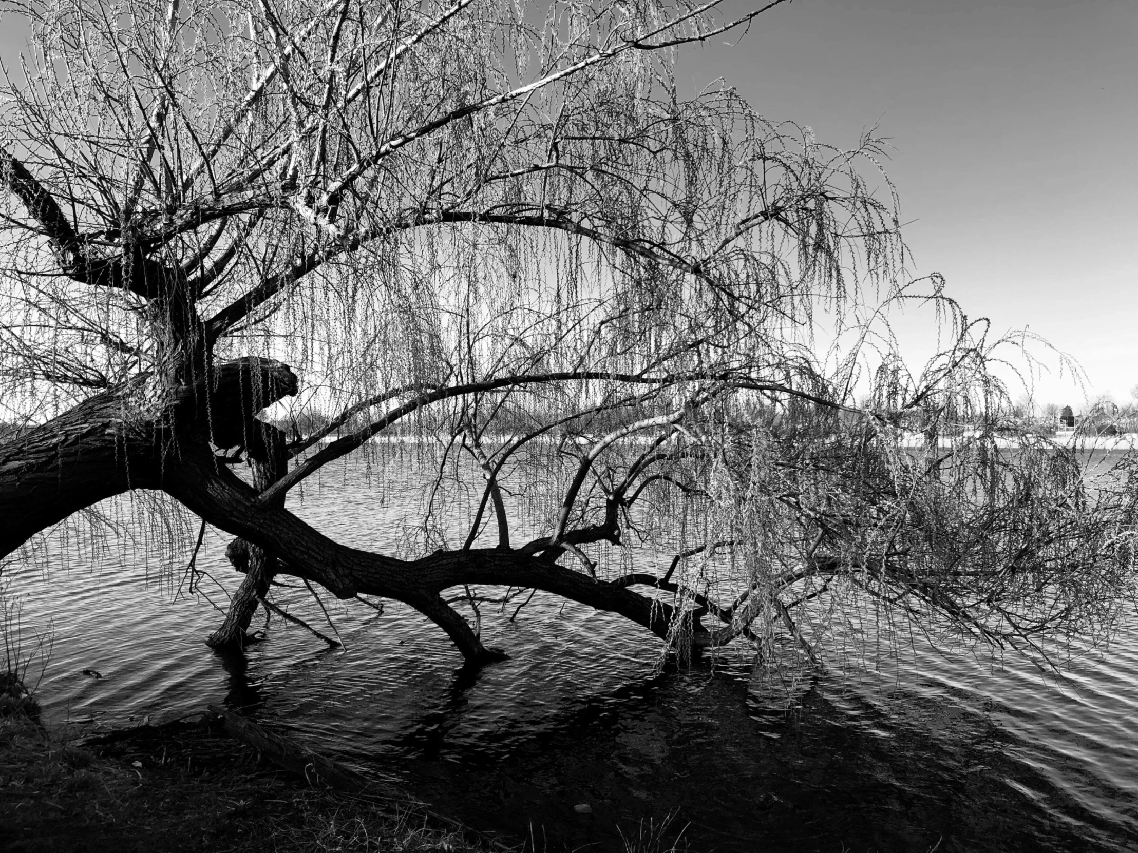 a tree leaning on a water way while someone walks underneath