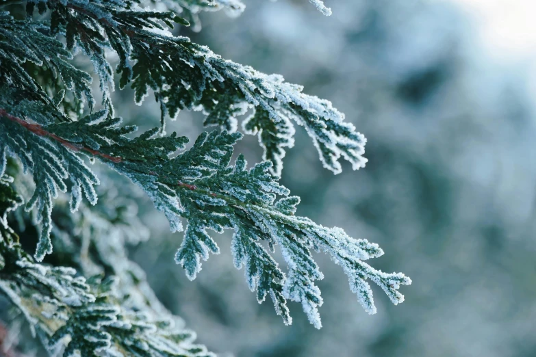 a close up image of snow on the needles of trees